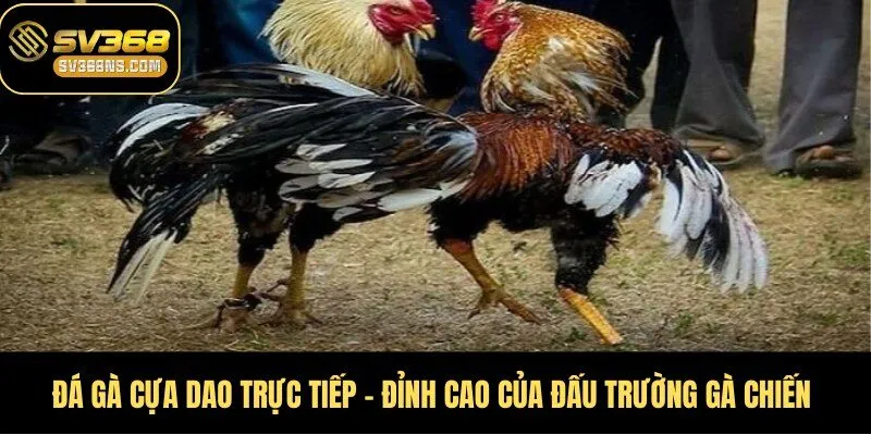 đá gà cựa dao trực tiếp
